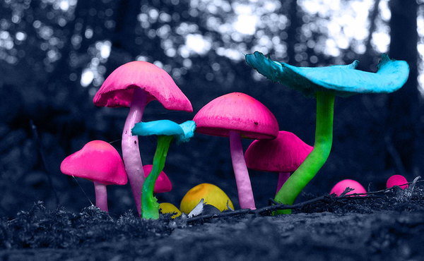 Magical Mushroom by Kaitlyn Fister via Behance.net