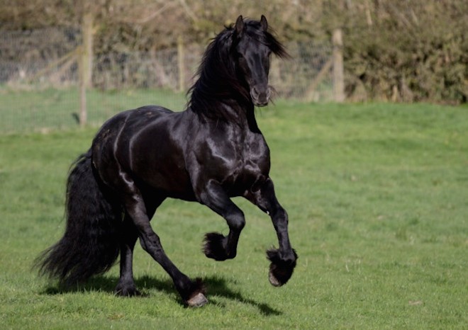 black stallion power animal on The Numinous
