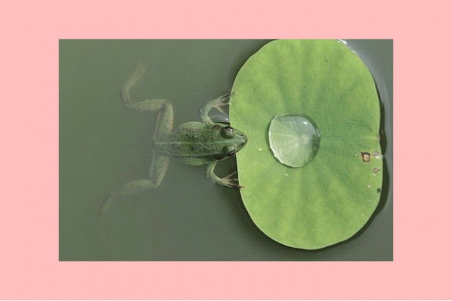 strong eye astrology jupiter in Libra frog lily pad the numinous
