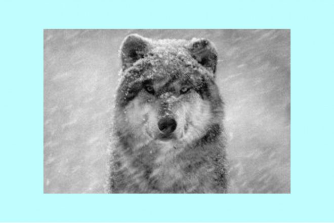 wolf in snow the numinous