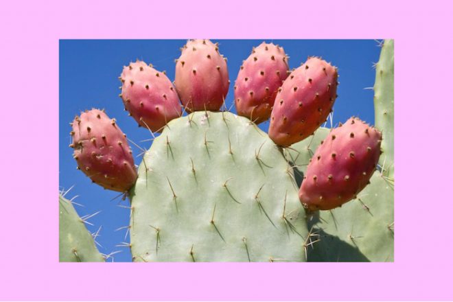 prickly pear cactus strong eye astrology the numinous