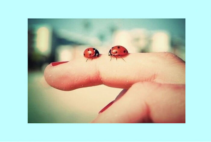 Numinous weekly horoscopes July 17 2017 ladybugs Strong eye astrology
